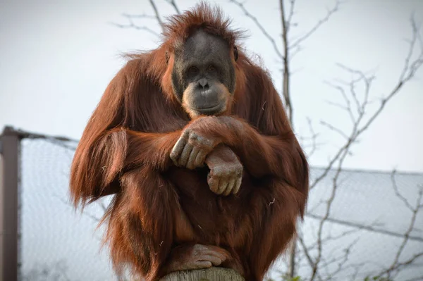 Gözlemci bir Orangutan