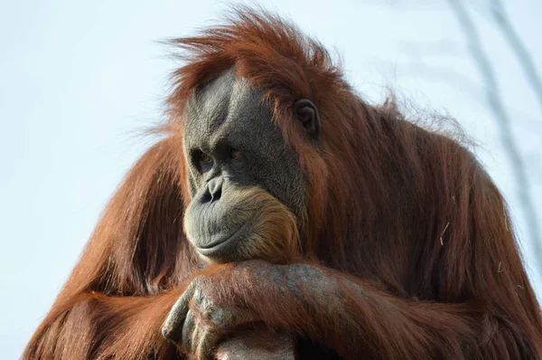 Egy figyelmes orangután — Stock Fotó