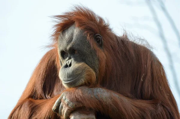Een oplettende orang-oetan — Stockfoto