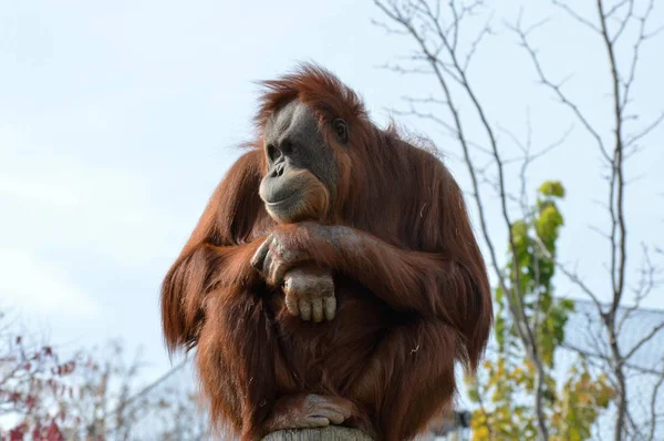 Ein aufmerksamer Orang-Utan — Stockfoto
