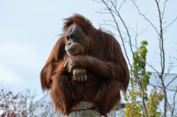 Egy figyelmes orangután — Stock Fotó