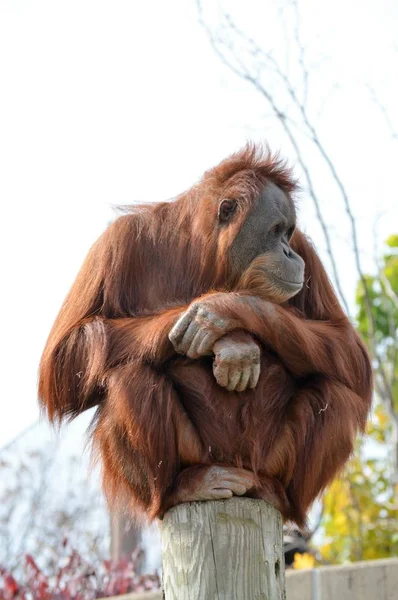 Um orangotango observador — Fotografia de Stock