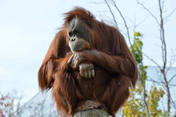 En uppmärksam orangutang — Stockfoto