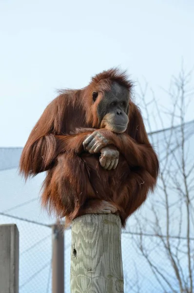 Egy figyelmes orangután — Stock Fotó