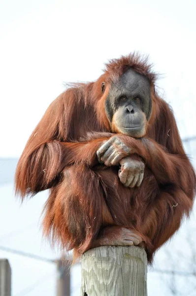 Un observador orangután — Foto de Stock