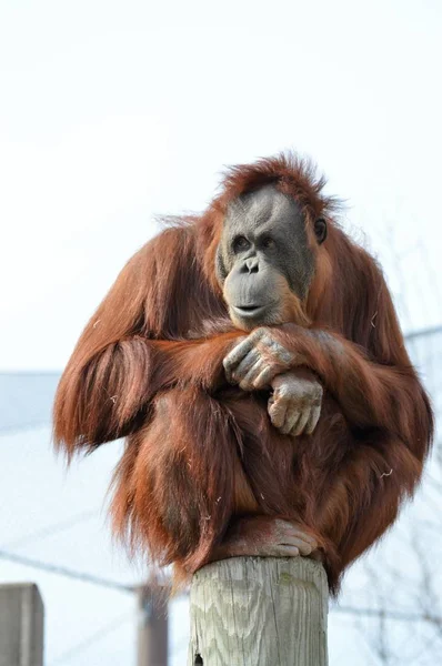 En uppmärksam orangutang — Stockfoto