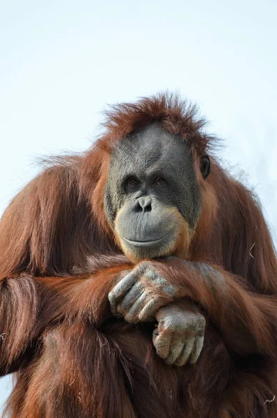 Egy figyelmes orangután — Stock Fotó