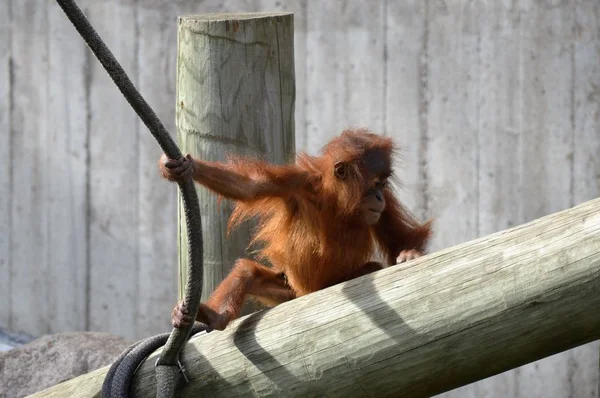 Un bébé orang-outan — Photo