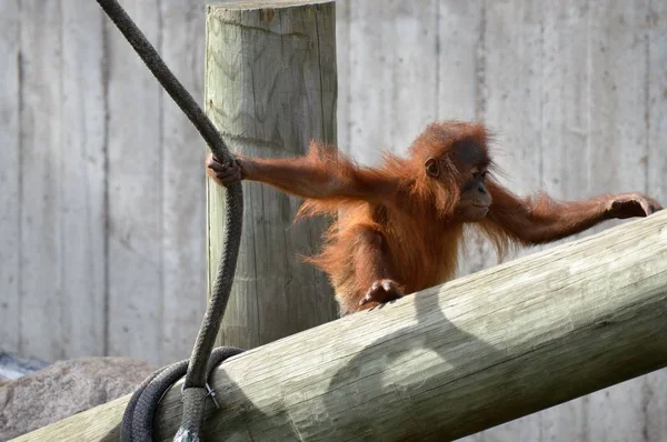 A baba orangután — Stock Fotó