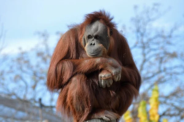 観察のオランウータン — ストック写真