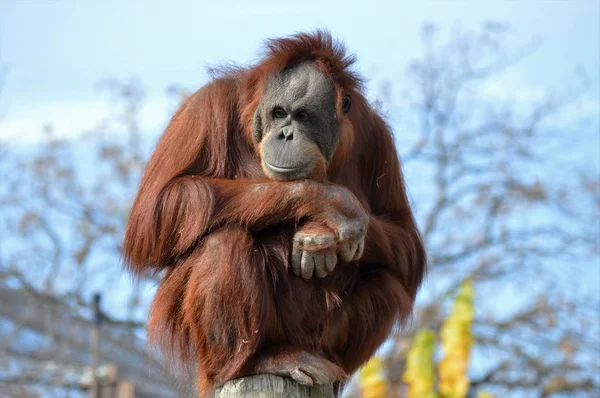 Všímavý Orangutan — Stock fotografie