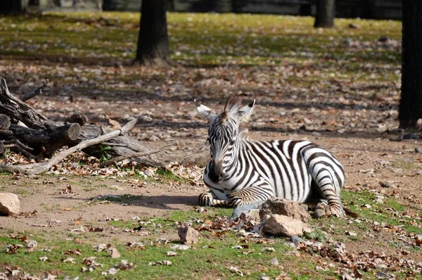 Ein Baby-Zebra — Stockfoto