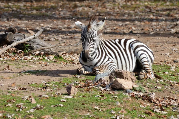 Een Baby-Zebra — Stockfoto