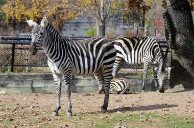 Anne ve bebek Zebra
