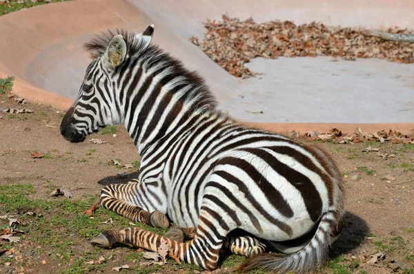 Een Baby-Zebra — Stockfoto