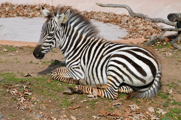 Een Baby-Zebra — Stockfoto