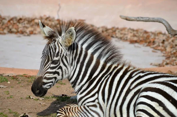 Ein Baby-Zebra — Stockfoto