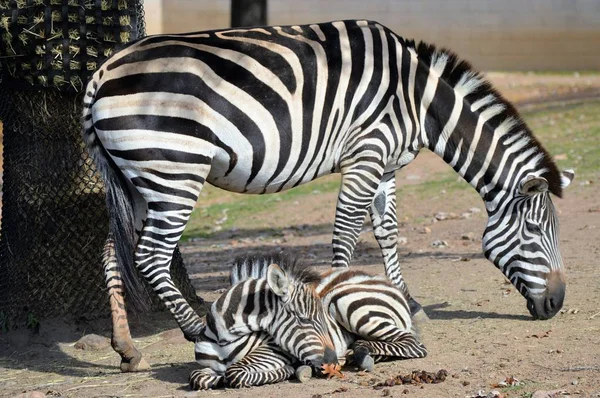 Mãe e bebê Zebra — Fotografia de Stock