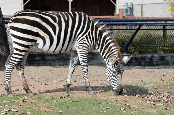 Ein erwachsenes Zebra — Stockfoto