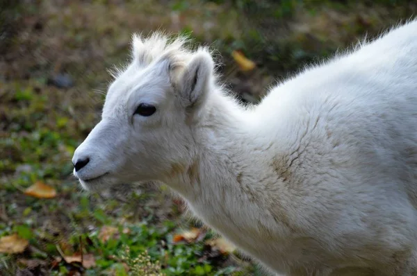 Una oveja Dall —  Fotos de Stock