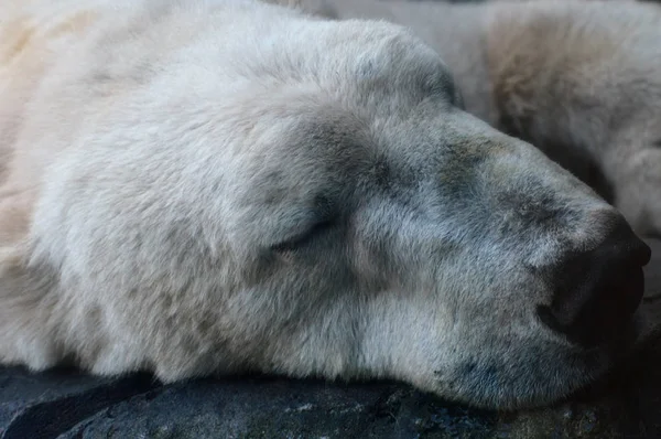 Un oso polar — Foto de Stock