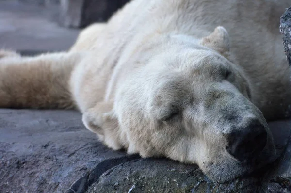 Um urso polar — Fotografia de Stock