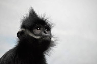 Francois Langur maymun