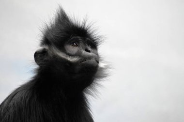 Francois Langur maymun