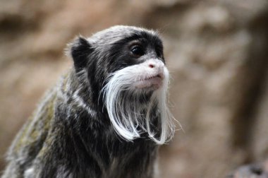 Emperor Tamarin