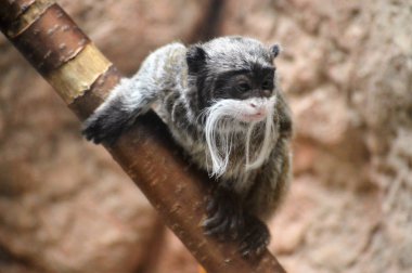 Emperor Tamarin