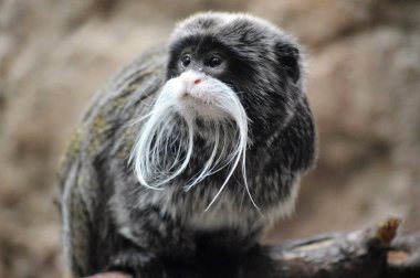 Emperor Tamarin