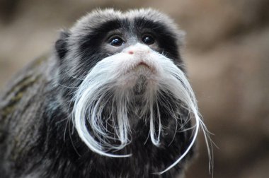 Emperor Tamarin