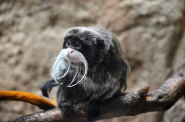 Emperor Tamarin