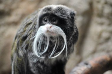 Emperor Tamarin