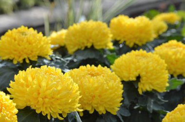 sarı kasımpatı çiçeği