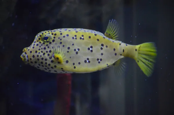 Uma caixa de peixe — Fotografia de Stock