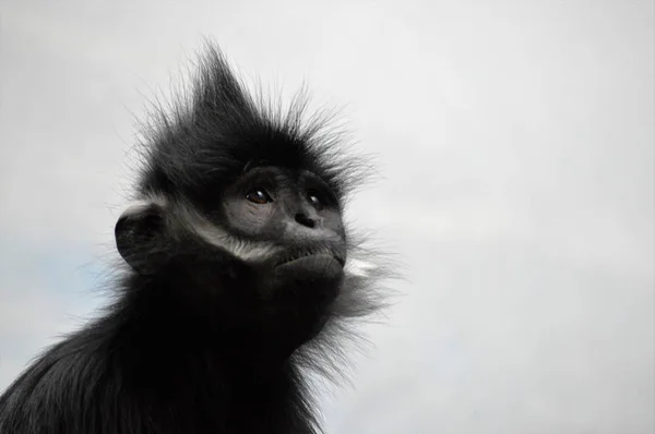Francois Langur majom — Stock Fotó