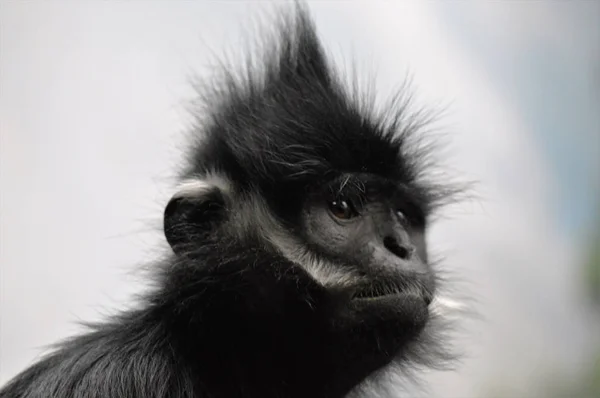 Francois Langur aap — Stockfoto