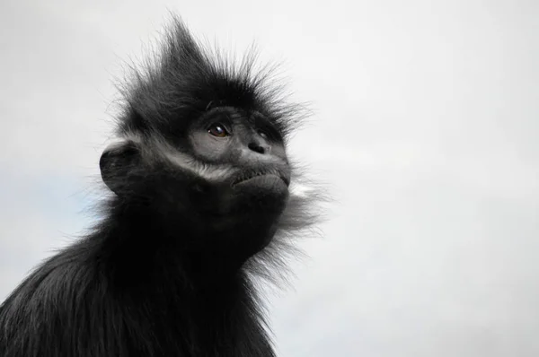 Francois Langur aap — Stockfoto