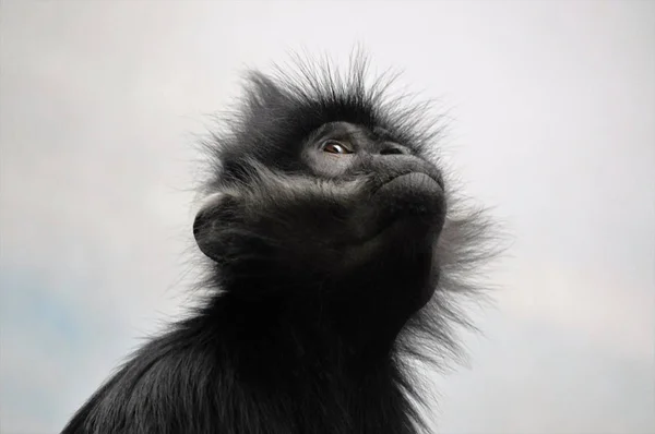 Francois Langur Monkey — Stock Photo, Image