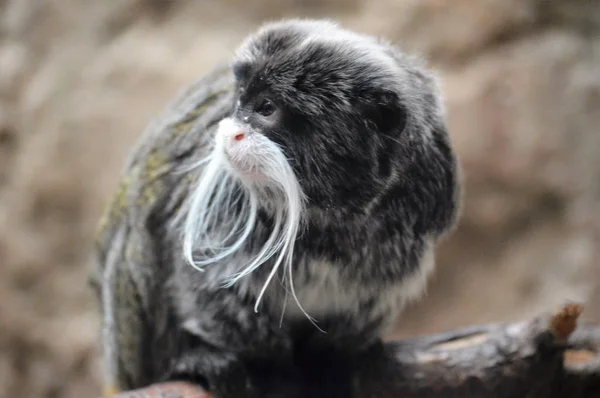 An Emperor Tamarin — Stock Photo, Image