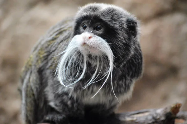 Un empereur Tamarin — Photo