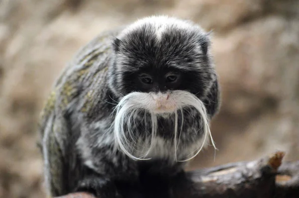 An Emperor Tamarin — Stock Photo, Image