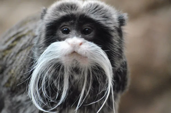 Un emperador Tamarin — Foto de Stock