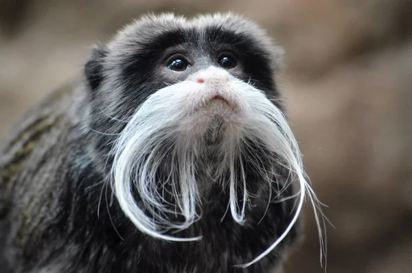 An Emperor Tamarin — Stock Photo, Image