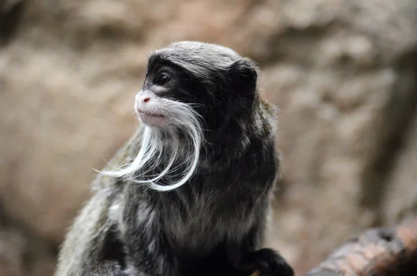 Un emperador Tamarin — Foto de Stock