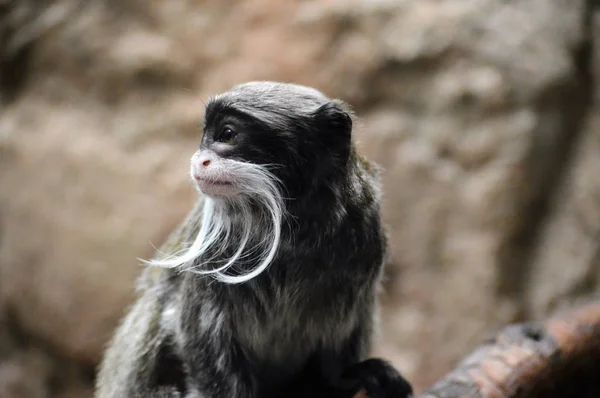 Un emperador Tamarin — Foto de Stock