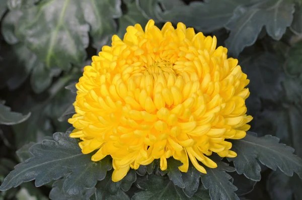 Flor de crisantemo amarillo — Foto de Stock