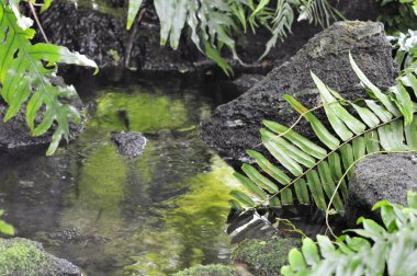 Yeşil eğreltiotu yaprakları