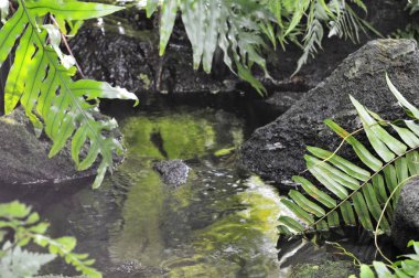 Yeşil eğreltiotu yaprakları